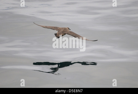 (Catharacta Skua chilien chilensis) d'écumage sur une mer lisse dans le détroit de Magellan à l'entrée de Garibaldi Fjord, détroit de Magellan, Chili Banque D'Images