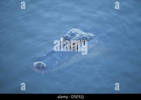 Alligator head émerge de l'eau des Everglades de Floride Banque D'Images