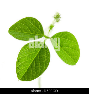 Feuilles de soja frais isolated on white Banque D'Images