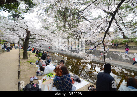 Kobe, Japon. 30 mars 2013 - Les familles et amis se rassemblent le long d'une rivière à Shukugawa près de Kobe, samedi, pour célébrer la venue du printemps. Image Crédit : Trevor Mogg / Alamy Live News Banque D'Images