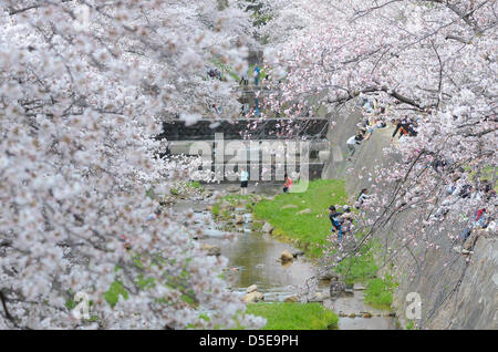 Kobe, Japon. 30 mars 2013 - Les familles et amis se rassemblent le long d'une rivière à Shukugawa près de Kobe, samedi, pour célébrer la venue du printemps. Image Crédit : Trevor Mogg / Alamy Live News Banque D'Images