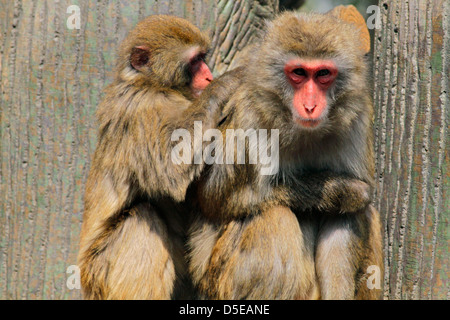 Macaques japonais au toilettage Zoo Hamura Tokyo Japon Banque D'Images