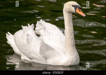 Cygne tuberculé Cygnus olor flottant autour à la regal sur le lac. Banque D'Images