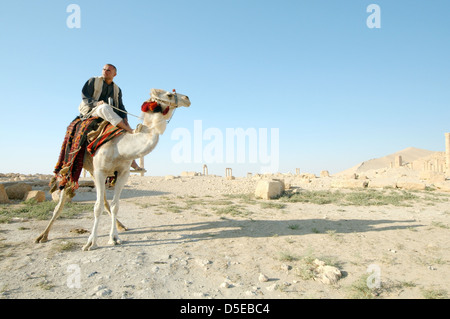 Mister sur un Dromadaire (Camelus dromedarius) à la ville antique de Palmyre, Syrie Banque D'Images