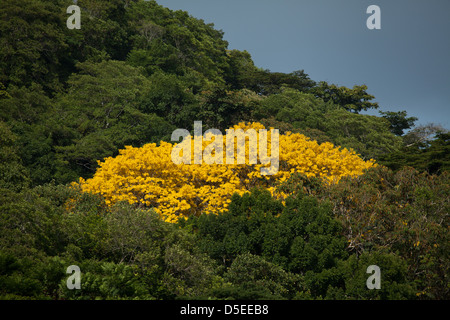 Les arbres d'or, sci.name ; Tabebuia guayacan, près de Gamboa, parc national de Soberania, République du Panama. Banque D'Images