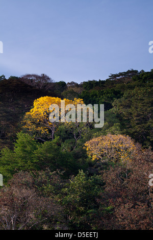 Les arbres d'or, sci.name ; Tabebuia guayacan, près de Gamboa, parc national de Soberania, République du Panama. Banque D'Images