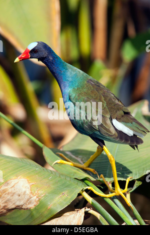 Purple Gallinule - Green Cay Wetlands - Boynton Beach, Floride USA Banque D'Images