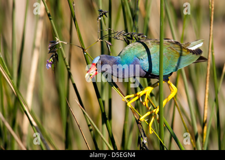 Purple Gallinule - Green Cay Wetlands - Boynton Beach, Floride USA Banque D'Images