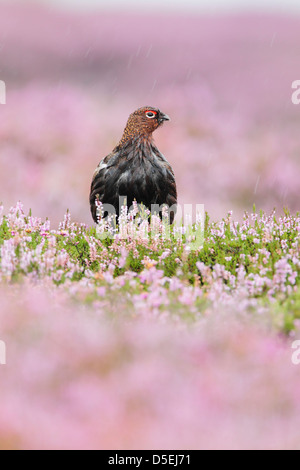 Tétras mâle, rouge (Lagopus lagopus scoticus) assis parmi la floraison heather dans Heavy Rain. Banque D'Images