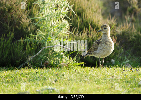 Pluvier doré Pluvialis apricaria (juvénile) Comité permanent sur l'herbe en face de Heather Banque D'Images