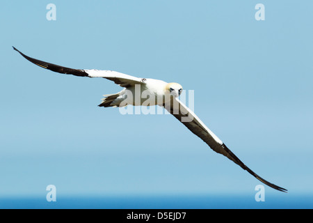 Fou de Bassan (Morus bassanus) en vol placé sur une mer bleue et le ciel à falaises de Bempton RSPB réserver Banque D'Images