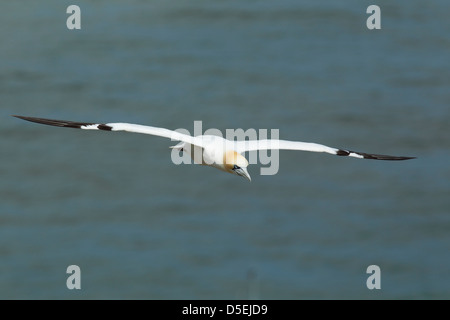 Fou de Bassan (Morus bassanus) en vol tête sur placé sur une mer bleue à falaises de Bempton RSPB réserver Banque D'Images