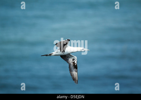 3e à 4e année, fou de Bassan (Morus bassanus) en vol Banque D'Images