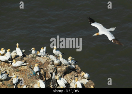 Fou de Bassan (Morus bassanus) colonie de nidification avec un oiseau pour atterrir à falaises de Bempton RSPB réserver Banque D'Images