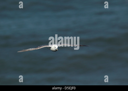 Fulmar (Fulmarus glacialis) en vol avec vue sur la tête et ouvrir les ailes contre une mer bleue à falaises de Bempton RSPB réserver Banque D'Images