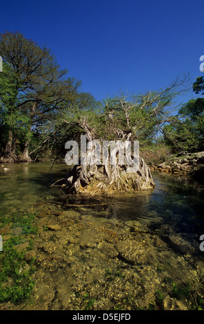 Les eaux peu profondes de la rivière Blanco au printemps près de San Marcos, Texas Banque D'Images