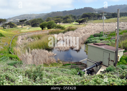 Horse Stable étang, menacé grenouille à pattes et en voie de disparition habitat couleuvre de San Francisco. Pacifica, Californie, USA Banque D'Images