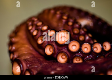 Le poulpe cuit et présenté dans le tableau Banque D'Images