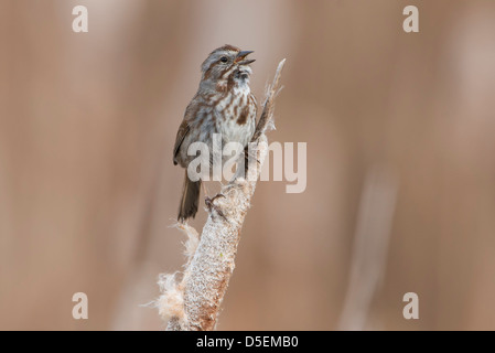 Un Bruant chanteur (Melospiza melodia), Lee Metcalf National Wildlife Refuge, Montana Banque D'Images