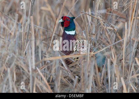 Un Faisan de Colchide (Phasianus colchicus) se cache dans les roseaux, l'ouest du Montana Banque D'Images