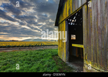 Les jonquilles fleurissent sur une ferme de la vallée Skagit, Washington, l'ampoule Skagit Comté, Washington, USA Banque D'Images