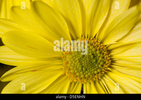 Close up de fleurs aux couleurs lumineuses Banque D'Images