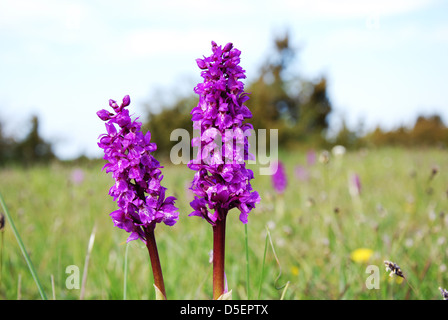 Floraison pourpre Banque D'Images