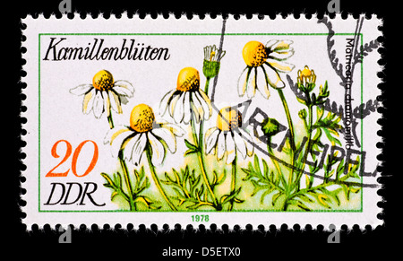 Timbre-poste de l'Allemagne de l'Est (DDR) illustrant des fleurs de camomille. Banque D'Images