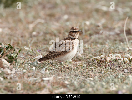 Bimaculated lark Melanocorypha bimaculata sur la migration à Mandria Chypre en mars Banque D'Images