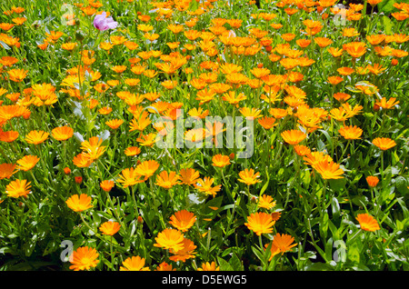 Les herbes médicales foisonnent dans calendula jardin écologique d'été Banque D'Images