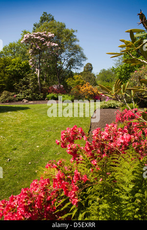 L'Angleterre, Berkshire, Windsor, Savill Garden, rhododendrons et azalées dans le sous-Bois Banque D'Images