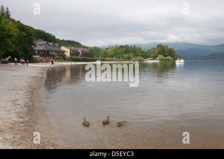 Le Loch Lomond et les Trossachs National Park, Stirling, Ecosse Banque D'Images