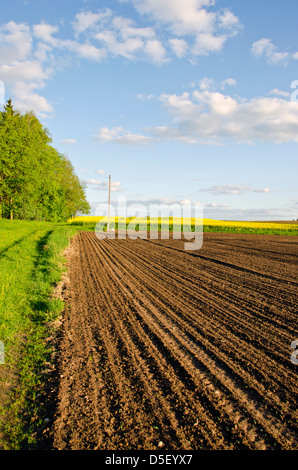 Terrain agricole labourée au printemps Banque D'Images