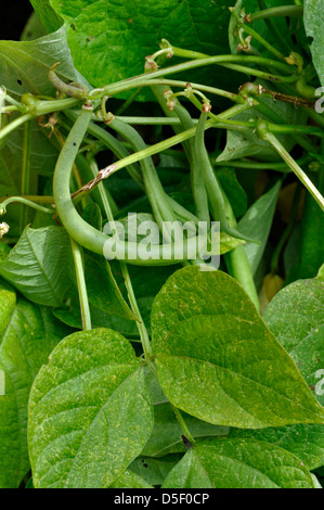 Close-up de haricots nains organiques (Maxi) croissant sur le jardin en usine Banque D'Images