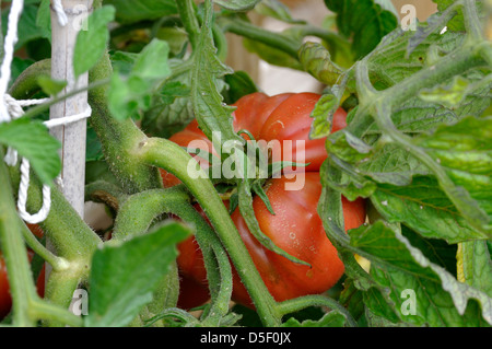 Close-up of Red Organic Marmande tomate (Solanum lycopersicum) croissant sur vine in garden Banque D'Images