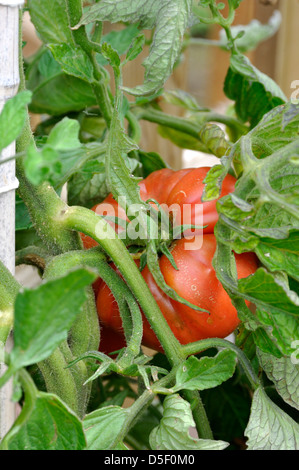 Close-up of Red Organic Marmande tomate (Solanum lycopersicum) croissant sur vine in garden Banque D'Images