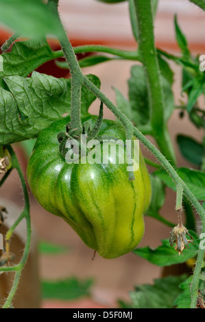 Close-up of Green Organic Marmande tomate (Solanum lycopersicum) croissant sur vine in garden Banque D'Images