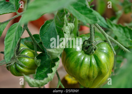 Close-up of Green Organic Marmande tomate (Solanum lycopersicum) croissant sur vine in garden Banque D'Images