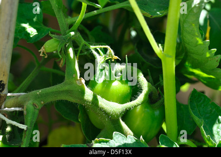 Close-up of Green Organic Marmande tomate (Solanum lycopersicum) croissant sur vine in garden Banque D'Images