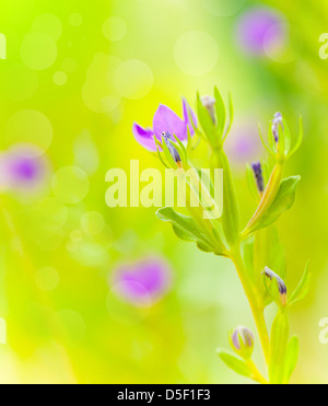 Belle purple fleurs sauvages sur champ vert, Soft focus, floral background, ressort de la nature, concept fraîcheur Banque D'Images