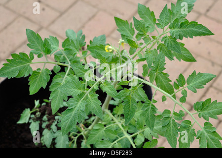 Close-up of Organic Plant de Tomate Marmande jardin en fleurs Banque D'Images