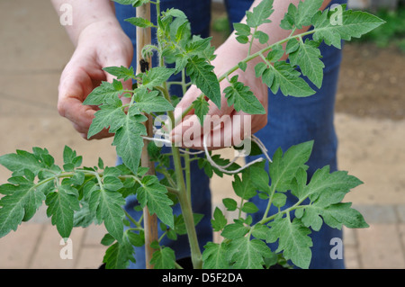 Close-up of Plant de Tomate Marmande organique étant liée à l'appui de la canne à sucre Banque D'Images