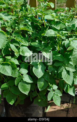 Tomates biologiques (Solanum lycopersicum) et de pomme de terre biologique plante poussant dans le récipient dans jardin Banque D'Images