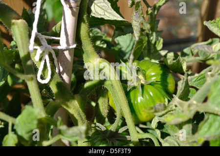 Close-up of Green Tomate Marmande organiques (Solanum lycopersicum) croissant sur vine in garden Banque D'Images