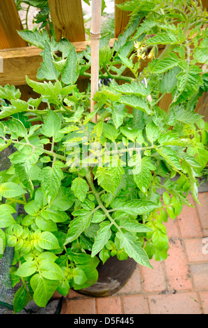 Tomates biologiques (Solanum lycopersicum) et de pomme de terre biologique plante poussant dans le récipient dans jardin Banque D'Images