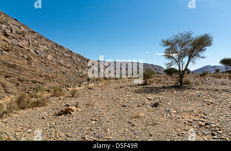 Wadi près de village de Ait Ouabelli où il y a un site d'art rupestre préhistorique, sur la route entre Akka et Icht au Maroc Banque D'Images