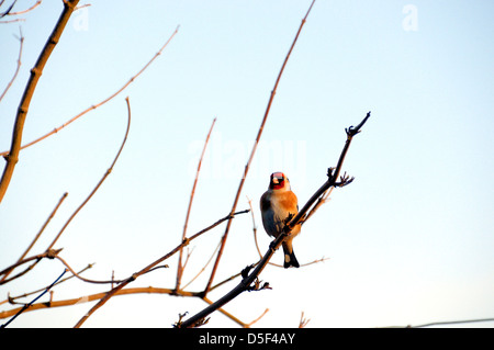 Chardonneret (Carduelis carduelis). Très colorée d'un rouge vif avec finch et aile jaune face patch. Banque D'Images