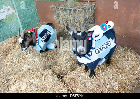 Londres, Royaume-Uni - 31 mars 2013 : La 5e édition de la course de chèvres d'Oxford et de Cambridge se déroule à Spitalfields City Farm. Banque D'Images