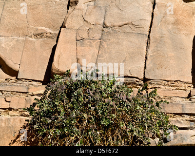 Wadi près de village de Ait Ouabelli où il y a un site d'art rupestre préhistorique, sur la route entre Akka et Icht au Maroc Banque D'Images