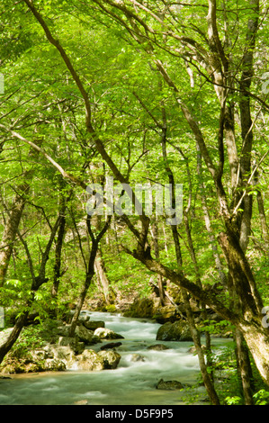 Mill Creek dans la forêt nationale d'Ozark sort de Blanchard Springs Caverns juste en amont de ce point. Banque D'Images